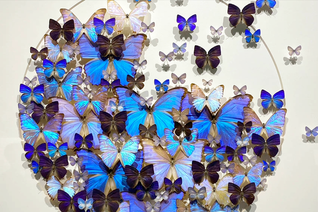 蝴蝶标本馆：世界上最美的十种蝴蝶，其中有你喜欢的吗？-1.jpg