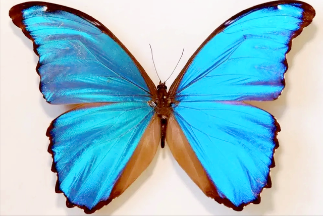 蝴蝶标本馆：世界上最美的十种蝴蝶，其中有你喜欢的吗？-3.jpg