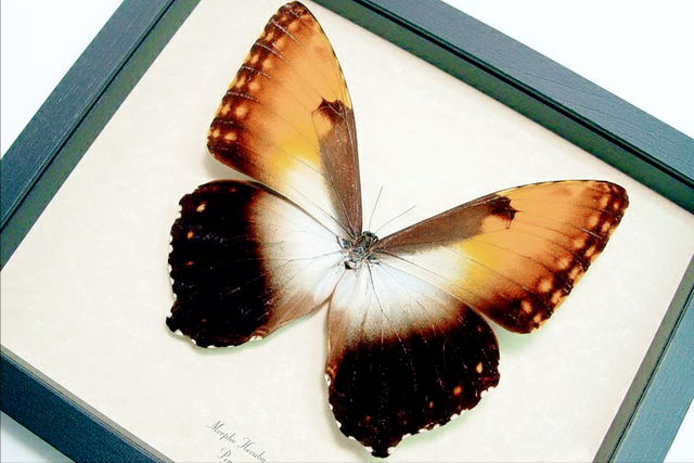 蝴蝶标本馆：世界上最美的十种蝴蝶，其中有你喜欢的吗？-4.jpg