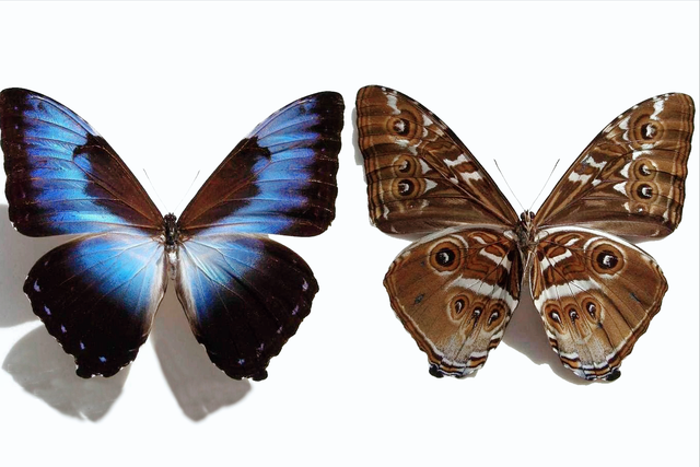 蝴蝶标本馆：世界上最美的十种蝴蝶，其中有你喜欢的吗？-5.jpg