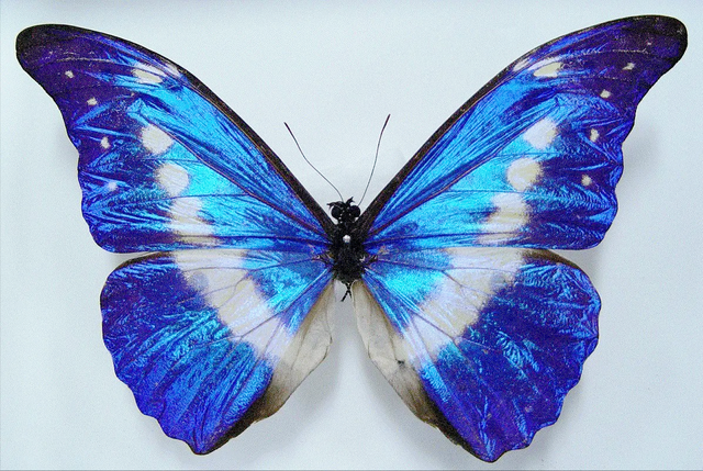 蝴蝶标本馆：世界上最美的十种蝴蝶，其中有你喜欢的吗？-6.jpg
