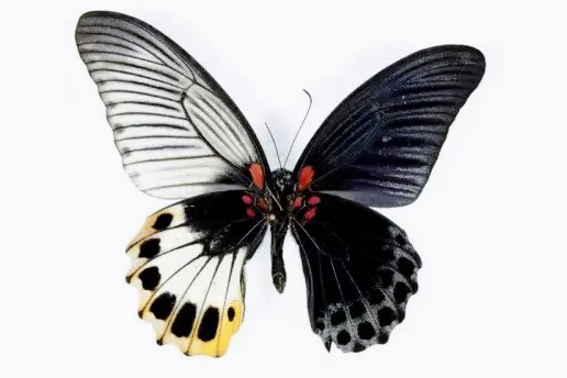 蝴蝶标本馆：世界上最美的十种蝴蝶，其中有你喜欢的吗？-9.jpg