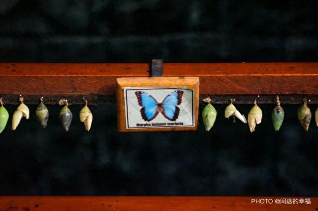 拥有短暂而绚丽一生的哥斯达黎加的蝴蝶-5.jpg