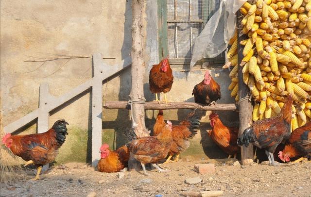 为什么农村养鸡被剪掉尾巴的鸡大多是母鸡而公鸡却很少见？-1.jpg