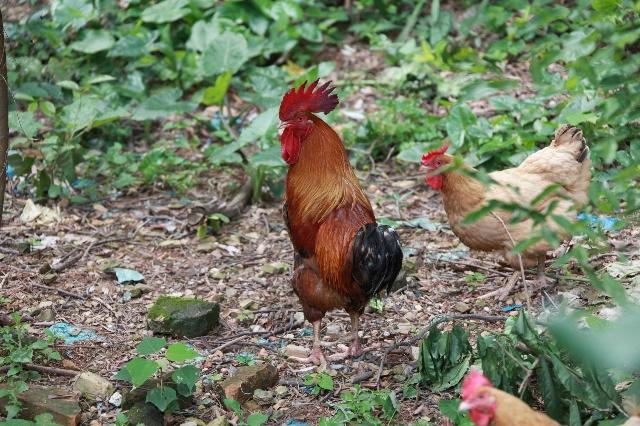 为什么农村养鸡被剪掉尾巴的鸡大多是母鸡而公鸡却很少见？-3.jpg