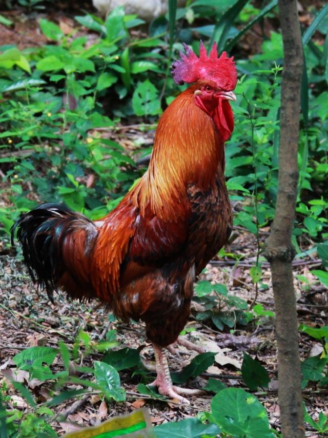 为什么农村养鸡被剪掉尾巴的鸡大多是母鸡而公鸡却很少见？-4.jpg