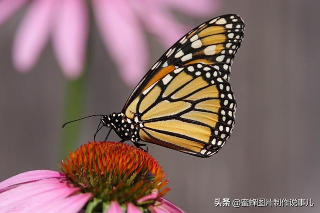 春花灿烂，炫丽多彩，蝴蝶飞舞，景色迷人-52.jpg