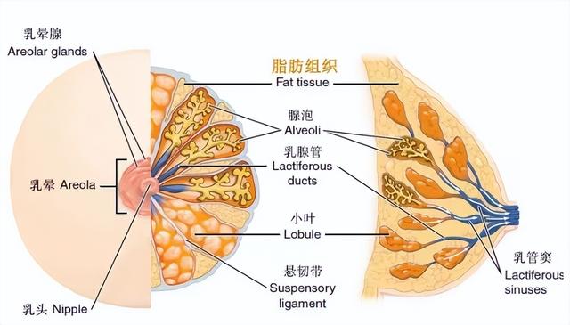 乳房整形您知道多少呢？-1.jpg